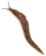 Slug snail on white background