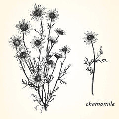 Hand-drawn illustration of Chamomile. Vector