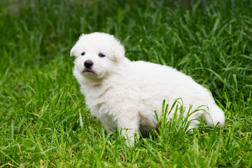 White shepherd puppy on the grass