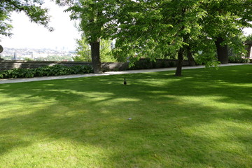 Fototapeta na wymiar single male duck walking on a green grass