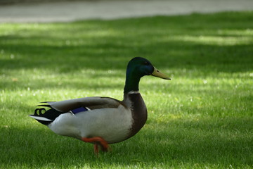 male duck walking on a grass