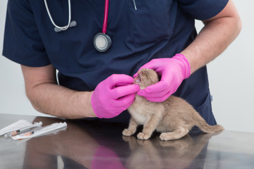 Attractive kitten on examination by a veterinarian
