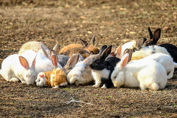 Rabbits On the Ground In The Farm.