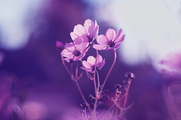 Fototapeta na wymiar Delicate pink cosmos flower on a purple background