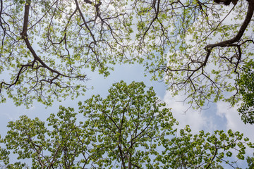 Crown Shyness Trees In Park Of Thailand.