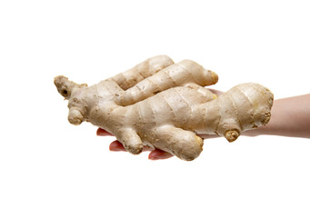 Holding ginger root isolated on white background