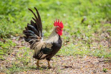 Bantam Walking ,Smart Chicken 