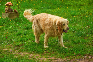 Fototapeta premium big dog walks in Park in spring