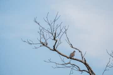 Fototapeta na wymiar One Bird On The Beautiful Tree.