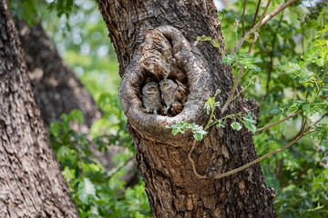 Couple Spotted owlet in the hole,Big Tree