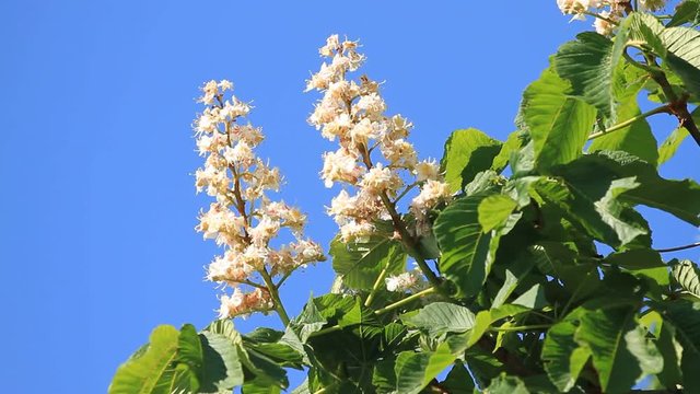 Blossoming chestnut flower against the sky