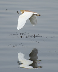 Squacco heron flying over river water