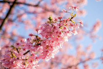 Beautiful Cherry blossom,CLose up