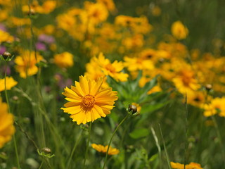 オオキンケイギク