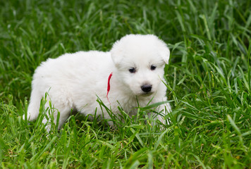 White shepherd puppy on the grass