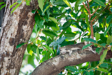 Squirrel Relax On The Tree,Happy Time