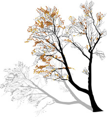 small bare fall tree with last leaves and shadow