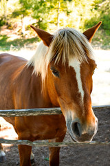 Obraz premium Sguardo di cavallo