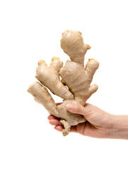 Holding ginger root isolated on white background