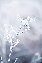 delicate openwork flowers in the frost. Gently  lilac frosty natural winter background. Beautiful winter morning in the fresh air. Soft focus.
