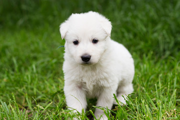 White shepherd puppy on the grass