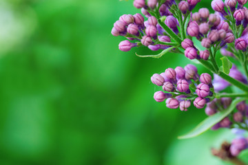 Beautiful blossoming lilac (syringa) on blurred green background.  Closed spring flowers lilac. Abstract soft floral background  with empty space for text. Greeting card.