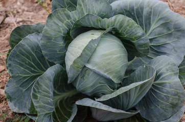 Headed cabbage