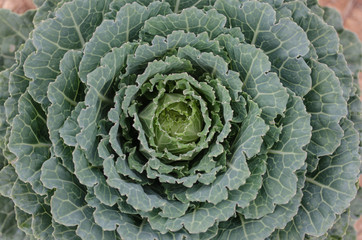 Fancy Cabbage