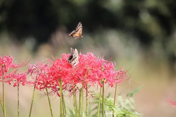 アゲハ蝶と彼岸花