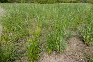 Meadow covered with spear grass in spring