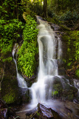 Great Smoky Mountain Waterfall. Roadside waterfall rushes down the mountain side through green foliage along Newfound Gap Road in the Great Smoky Mountains National Park in vertical orientation.