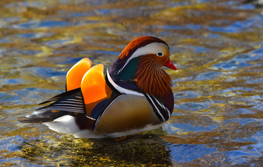 Anatra mandarina maschio nuota nel laghetto