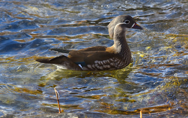 Anatra mandarina femmina nuota nel lago
