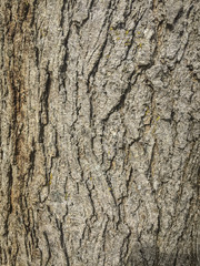 tree bark texture