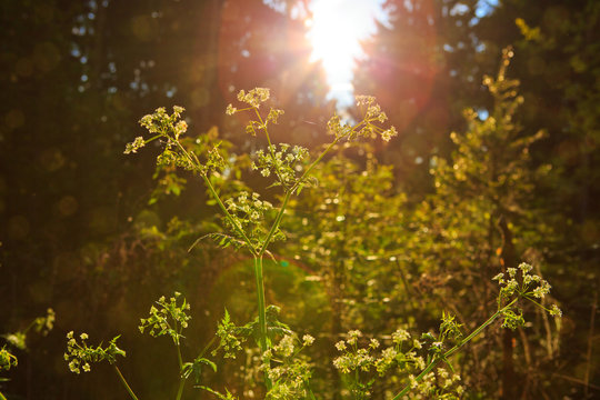 Fresh green leaves in a forest framing the sun .