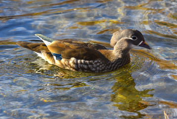 Anatra mandarina femmina nuota nel lago