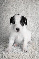 White puppies on a white fuzzy background