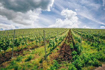 Fototapeta na wymiar Vineyards in Luxembourg