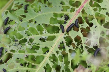 葉っぱを食い尽くす虫たち