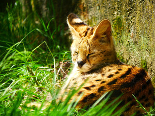 Serval
