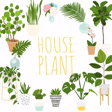 House plants. Flowerpot isolated objects, houseplant flower pot collection.