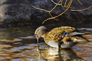 Anatra mandarina femmina che cerca cibo nel lago