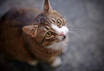 Striped cat photographed from above