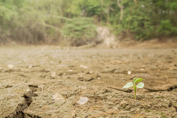 Seedlings can be grown in the climate dry ground