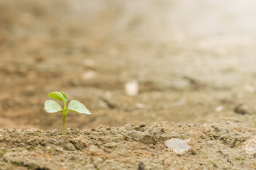 Seedlings can be grown in the climate dry ground