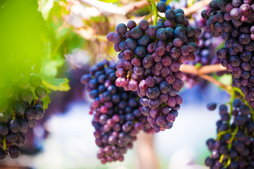 Red wine grape on tree branch, Vineyard industry