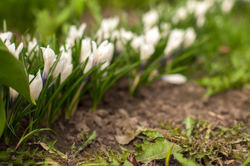 first spring flowers, snowdrops in garden, sunlight