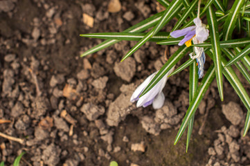 first spring flowers, snowdrops in garden, sunlight