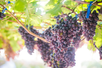 Wine grape on vineyard branch