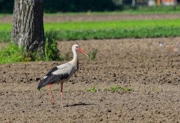 Cicogna bianca nel campo arato, in primo piano